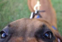 ‘By supporting them, they’re supporting you’; 2nd Fridays returns to downtown Cullman with 4-legged friends