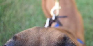 ‘By supporting them, they’re supporting you’; 2nd Fridays returns to downtown Cullman with 4-legged friends