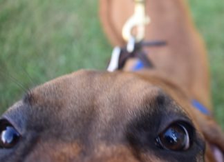 ‘By supporting them, they’re supporting you’; 2nd Fridays returns to downtown Cullman with 4-legged friends