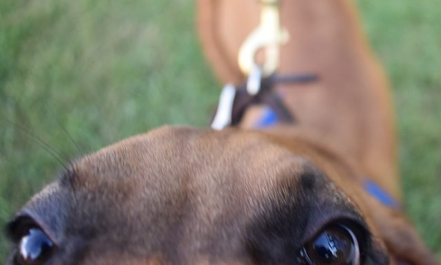 ‘By supporting them, they’re supporting you’; 2nd Fridays returns to downtown Cullman with 4-legged friends