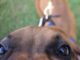 ‘By supporting them, they’re supporting you’; 2nd Fridays returns to downtown Cullman with 4-legged friends