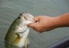 State releases 2020 Fish Consumption Advisories