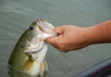 State releases 2020 Fish Consumption Advisories