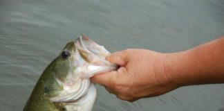 State releases 2020 Fish Consumption Advisories
