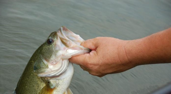 State releases 2020 Fish Consumption Advisories