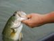 ADPH issues advisory against consuming largemouth bass from most Alabama waters