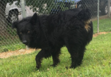 (Bonus) Pet of the Week: King seeking his palace!