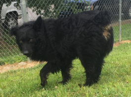 (Bonus) Pet of the Week: King seeking his palace!