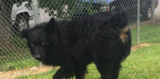 (Bonus) Pet of the Week: King seeking his palace!