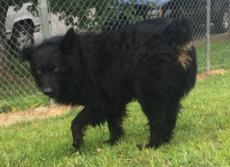 (Bonus) Pet of the Week: King seeking his palace!