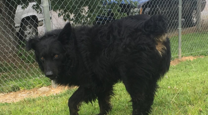 (Bonus) Pet of the Week: King seeking his palace!