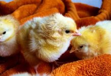 Tractor Supply hosting backyard poultry event Aug. 10