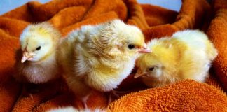 Tractor Supply hosting backyard poultry event Aug. 10