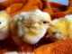Tractor Supply hosting backyard poultry event Aug. 10