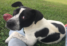 Pet of the Week: You’ll be D-lighted with Annie D!