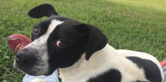 Pet of the Week: You’ll be D-lighted with Annie D!