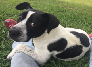 Pet of the Week: You’ll be D-lighted with Annie D!