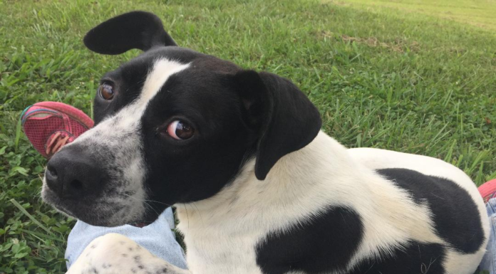 Pet of the Week: You’ll be D-lighted with Annie D!