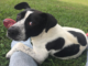 Pet of the Week: You’ll be D-lighted with Annie D!