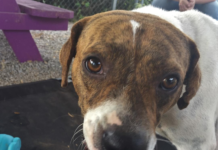 Pet of the Week: Meet Miss Bea!