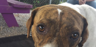 Pet of the Week: Meet Miss Bea!