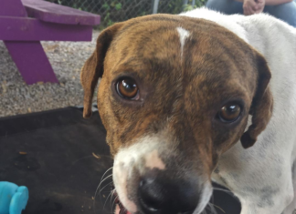 Pet of the Week: Meet Miss Bea!