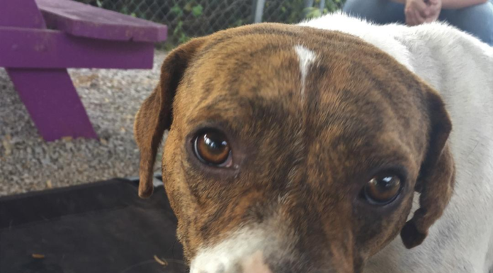 Pet of the Week: Meet Miss Bea!