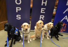 Cullman courts are going to the dogs!