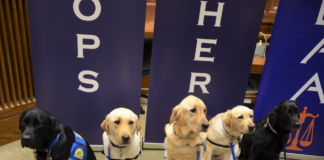 Cullman courts are going to the dogs!