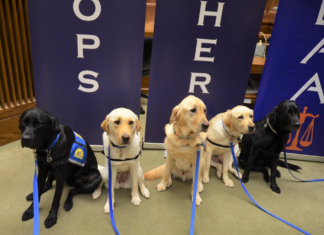 Cullman courts are going to the dogs!