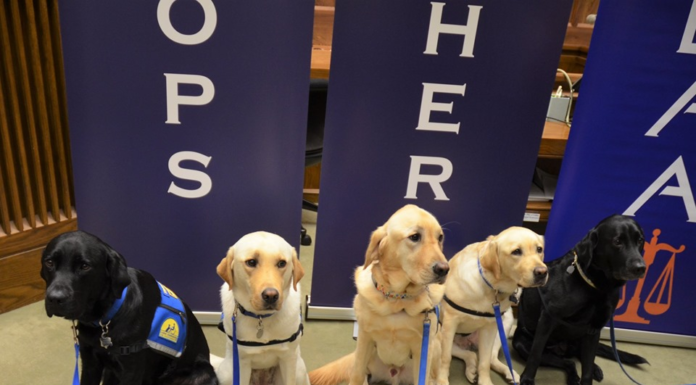 Cullman courts are going to the dogs!