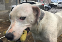 Pet of the Week: On a hot summer day, you’ll enjoy a cool Breezy