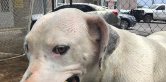 Pet of the Week: On a hot summer day, you’ll enjoy a cool Breezy