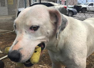 Pet of the Week: On a hot summer day, you’ll enjoy a cool Breezy