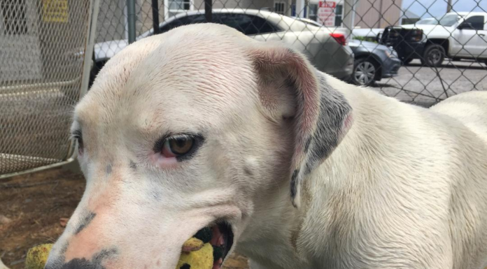 Pet of the Week: On a hot summer day, you’ll enjoy a cool Breezy