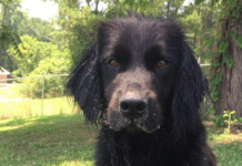 Pet of the Week: Help Remmy find his forever home