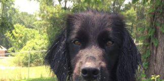 Pet of the Week: Help Remmy find his forever home