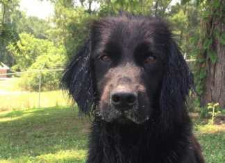 Pet of the Week: Help Remmy find his forever home