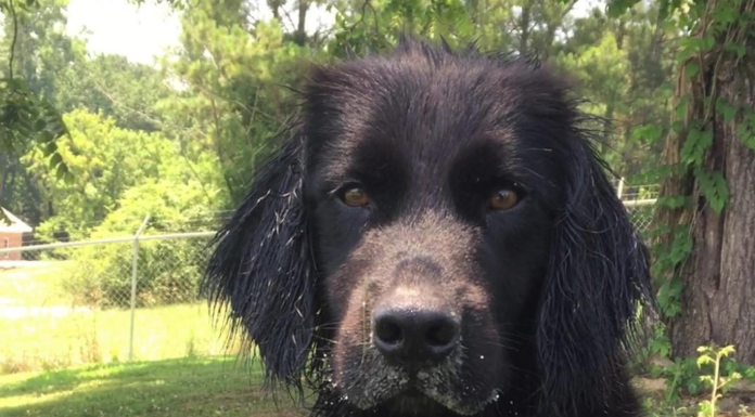 Pet of the Week: Help Remmy find his forever home