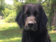 Pet of the Week: Help Remmy find his forever home