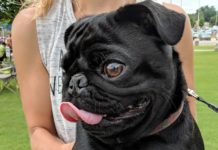 4-legged friends gather for 2nd Fridays Furry 5K and 1-Mile Family Dog Walk