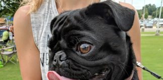 4-legged friends gather for 2nd Fridays Furry 5K and 1-Mile Family Dog Walk