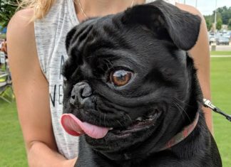 4-legged friends gather for 2nd Fridays Furry 5K and 1-Mile Family Dog Walk