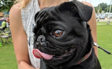 4-legged friends gather for 2nd Fridays Furry 5K and 1-Mile Family Dog Walk