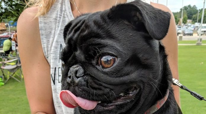 4-legged friends gather for 2nd Fridays Furry 5K and 1-Mile Family Dog Walk