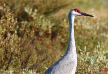 Registration for sandhill crane season opens Sept. 4