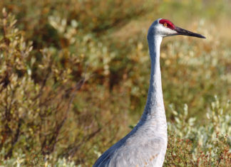 Registration for sandhill crane season opens Sept. 4