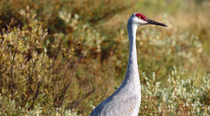 Registration for sandhill crane season opens Sept. 4