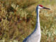 Registration for sandhill crane season opens Sept. 4