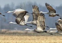 Alabama sets 1st sandhill crane hunting season in 103 years